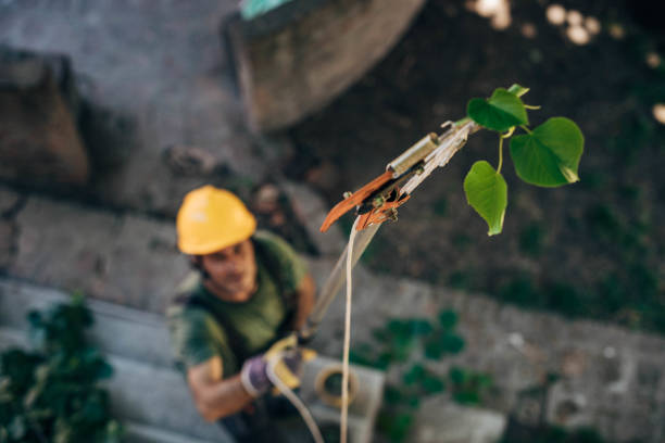 Reliable Rushville, IN Tree Services Solutions